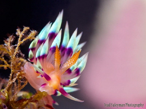 Nudibranch " Flabellina Exoptata" by Iyad Suleyman 